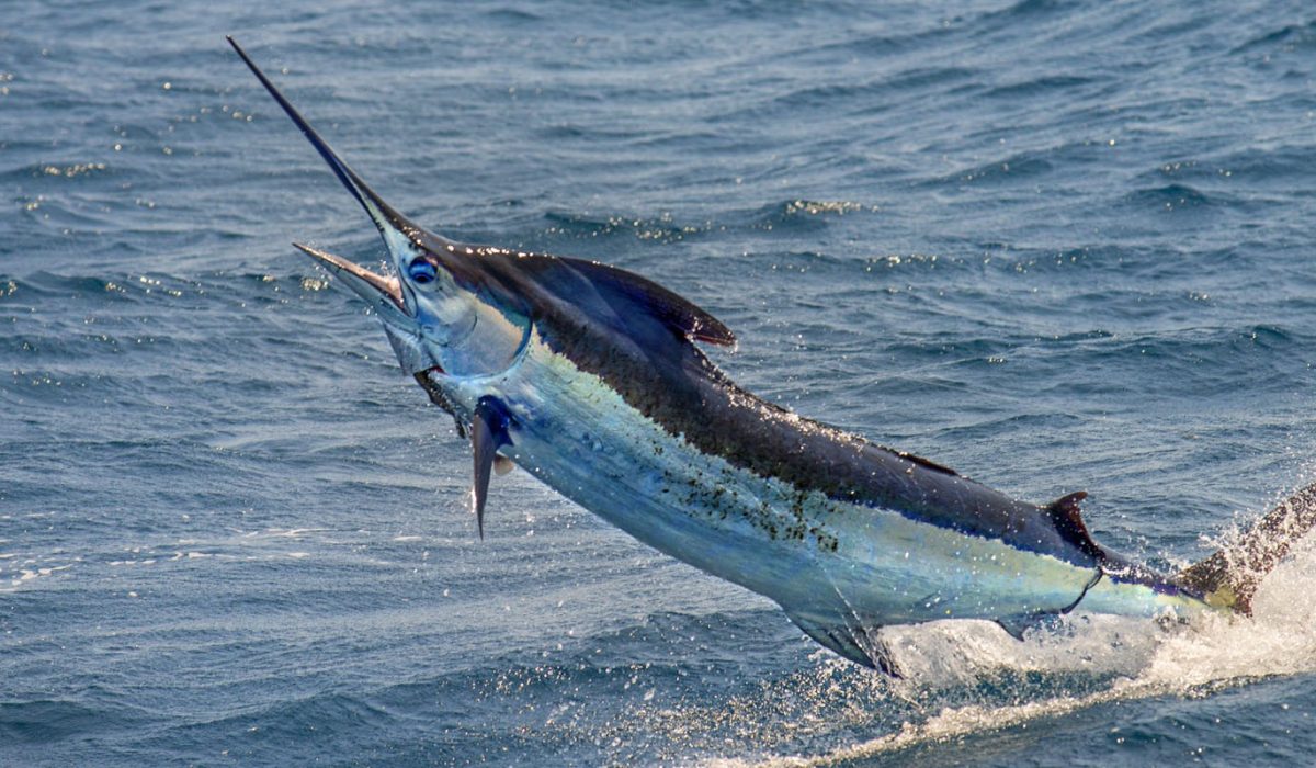 swordfish fip ecuador pez espada