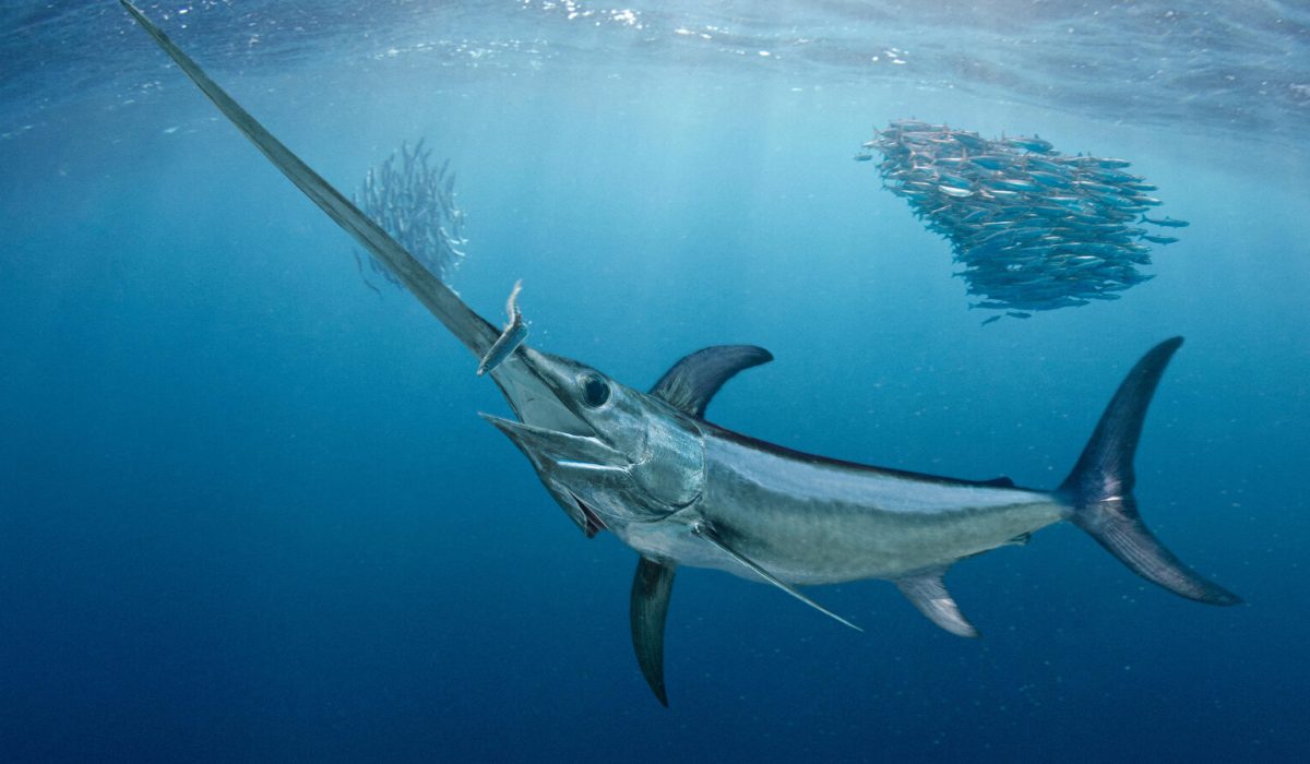 swordfish fip ecuador pez espada