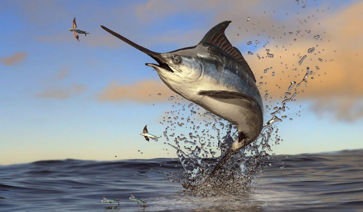 swordfish fip ecuador pez espada