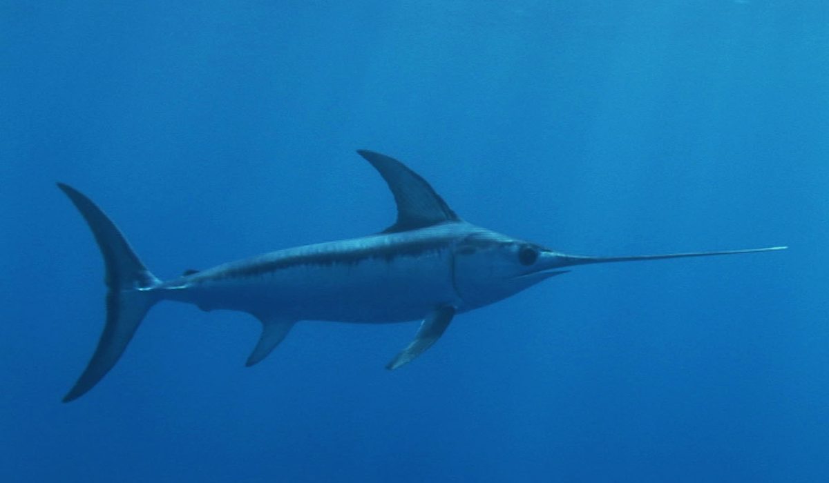 swordfish fip ecuador pez espada